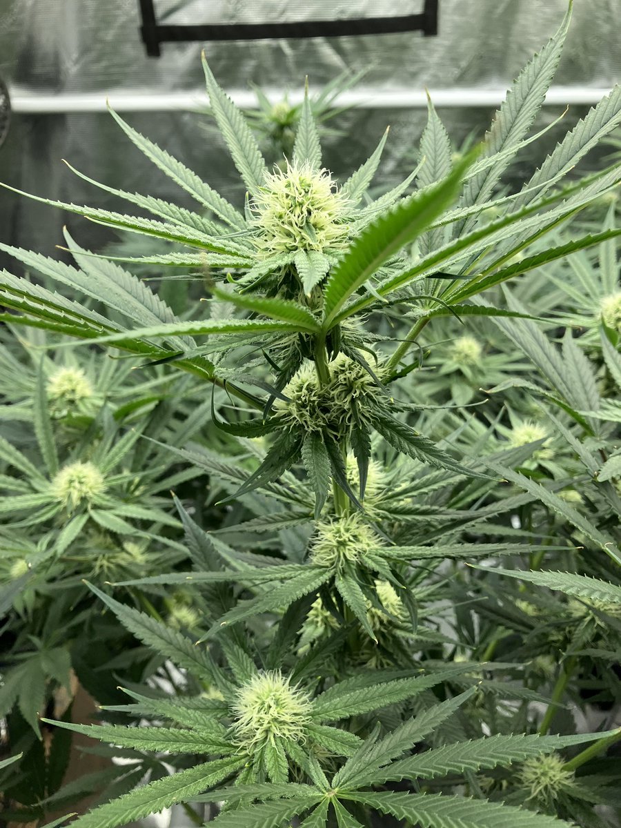 GoatGrowsWeed's tweet photo. Flower Day 25.
Deep cheese is getting chunky af compared to the Big Kush.
#goatgrowsfollowalong #currentculture #cch2o #rdwc #cropsalt #cannabis #love #growyourown #stonerfam #weed #root #bud #porn #CannabisCommunity #stoners #stonerchick https://t.co/1sOhcZzfxV