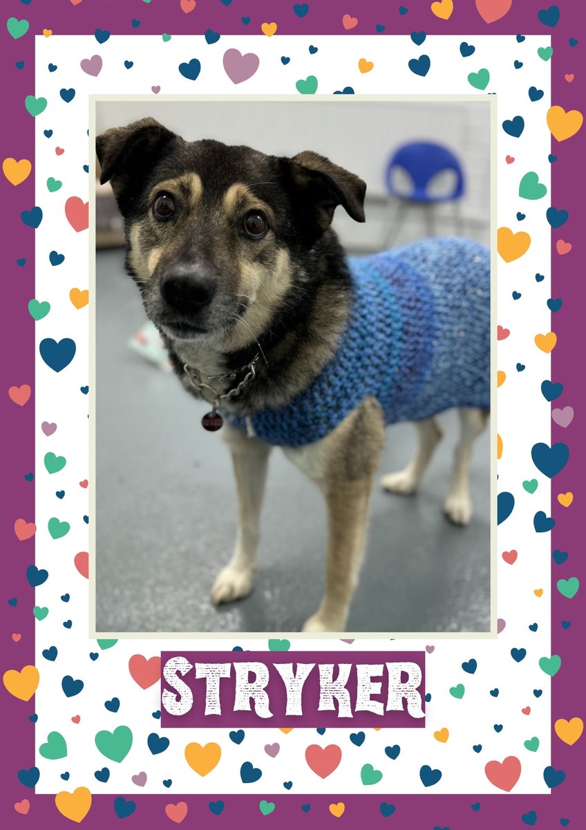Stryker would like you to retweet him so the people who are searching for their perfect match might just find him 💚🙏 oakwooddogrescue.co.uk/meetthedogs.ht… 
#teamzay #dogsoftwitter #rescue #rehomehour #adoptdontshop #k9hour #rescuedog #adoptable #dog