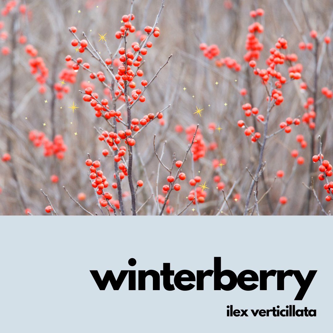 Toronto winters might be long, but we've got the scoop on native plants that turn your garden into a winter wonderland. Say goodbye to boring burlap and high-maintenance non-natives. Try these snow-hardy, salt-resistant beauties that make your yard stand out.