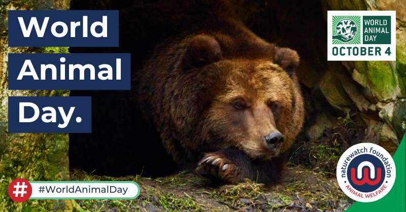 Naturewatch_org's tweet photo. Our campaigns are varied, but we have one goal – to prevent animal abuse before it starts, in the UK &amp; around the world.

Join us as we:
✍️ Campaign &amp; lobby
🔎 Investigate &amp; report
🤝 Support
📚 Educate
📢 Raise awareness

Sign up: https://t.co/YmK8TQ5qro

#AdvancingAnimalWelfare