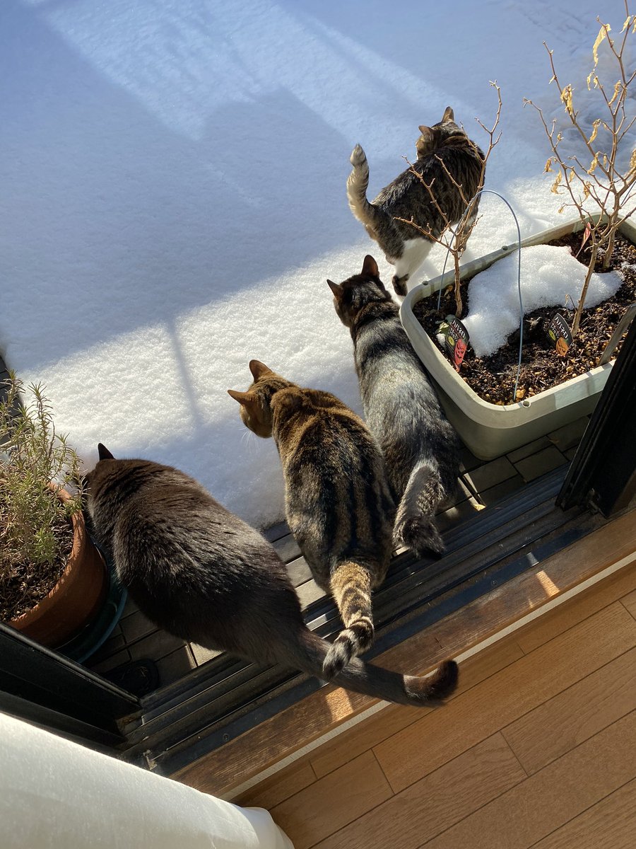 siropirania's tweet photo. 雪の次の日のチャレンジャー
#猫　#猫好き　#猫好きさんと繫がりたい https://t.co/YC3NAeBJko