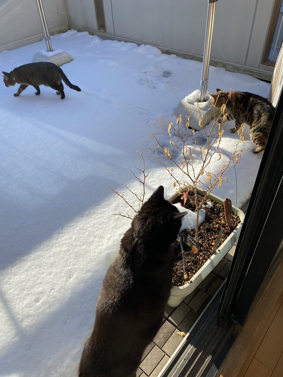siropirania's tweet photo. 雪の次の日のチャレンジャー
#猫　#猫好き　#猫好きさんと繫がりたい https://t.co/YC3NAeBJko