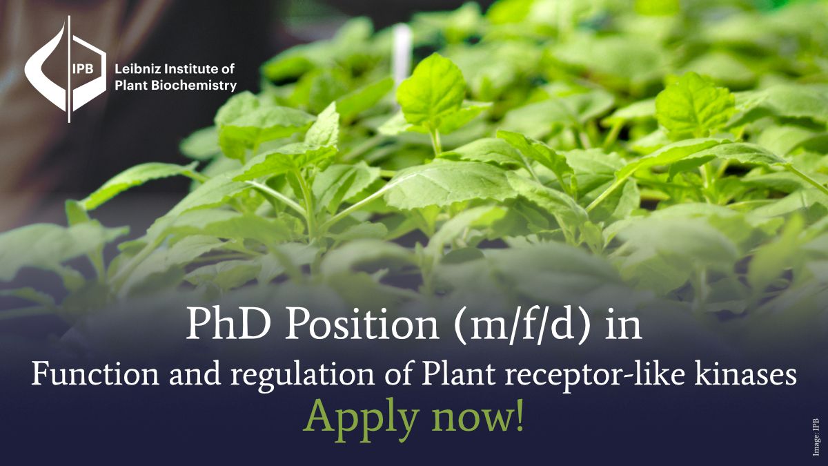 📢 We're offering a #PhDPosition in @MariSchuster's lab on studying plant receptor-like kinases. 

More information: buff.ly/3HTUOZO
Apply now!

#PlantBiochemistry #proteostasis #PlantImmunity #PlantSciJobs #PlantBiochem #PlantSci #Pflanzenforschung #SciJobs #Biochemistry