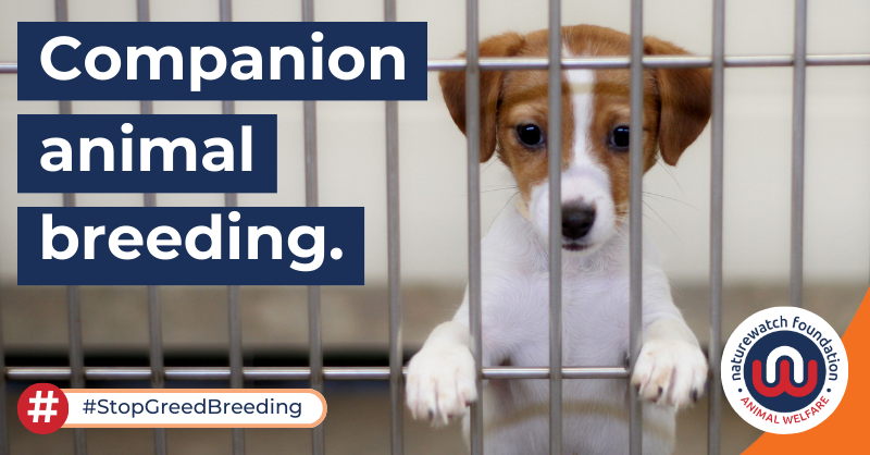 Naturewatch_org's tweet photo. Our campaigns are varied, but we have one goal – to prevent animal abuse before it starts, in the UK &amp; around the world.

Join us as we:
✍️ Campaign &amp; lobby
🔎 Investigate &amp; report
🤝 Support
📚 Educate
📢 Raise awareness

Sign up: https://t.co/YmK8TQ5qro

#AdvancingAnimalWelfare