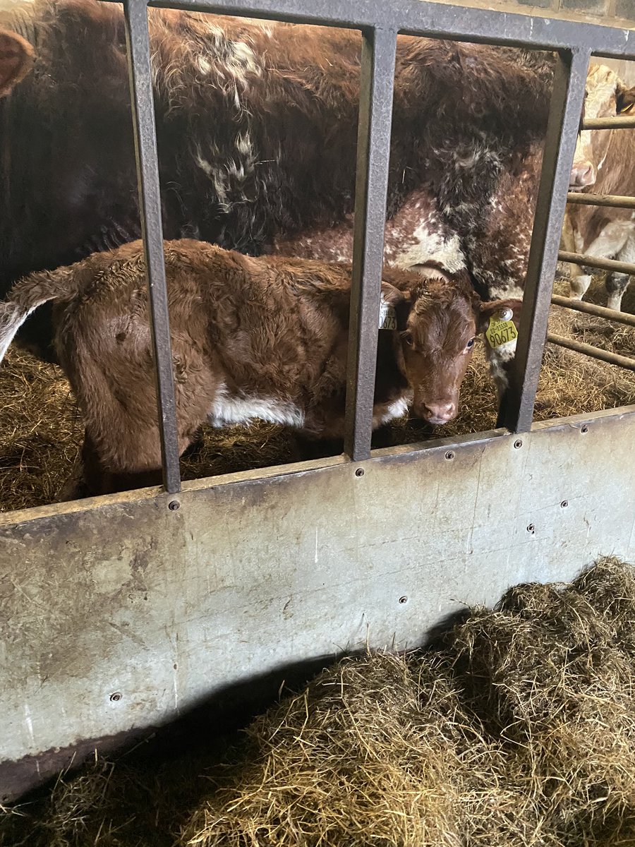 Rutland Ruben heifer a week old #suckler #calving2024