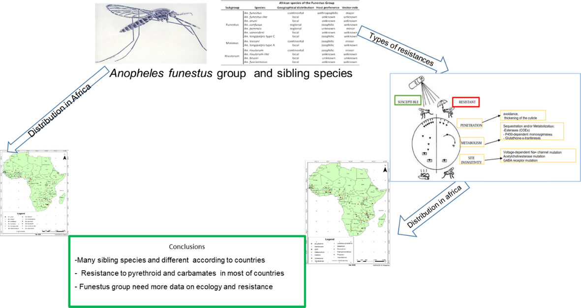 New review by D. Wangrawa et al. now available -

Distribution and insecticide resistance profile of the major #malaria vector #Anopheles funestus group across the African continent: doi.org/10.1111/mve.12… 
#FreeAccess #InsectVectors #InsecticideResistance @WileyEcolEvol