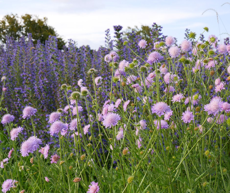 Love your person and the planet with our native wildflowers, organic vegetable and herb seed sets that are kind to the earth and your local wildlife. 🌼🐦🦋🐝

Visit our shop
shop.trueharvestseeds.org/product-catego…

#WildflowerValentines #BeeMyValentine #TrueHarvestSeeds