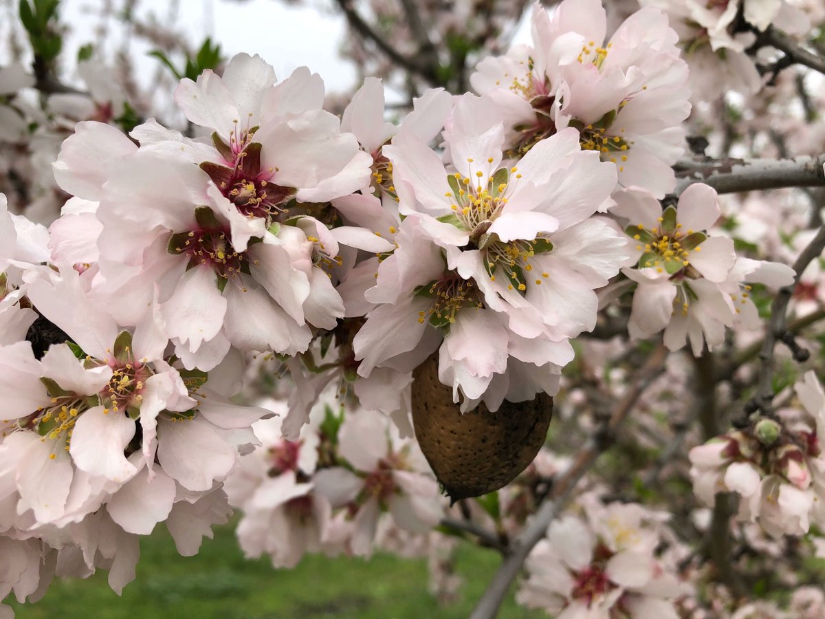 silosdelcinca's tweet photo. ¿Quieres mejorar el cuajado de los frutos en tus #frutales o #almendros? 🌸

✅  Contacta con nosotros y te ayudaremos 

📩 info@silosdelcinca.com o bien 📲 974 47 04 00 https://t.co/5dq1slQ3nd