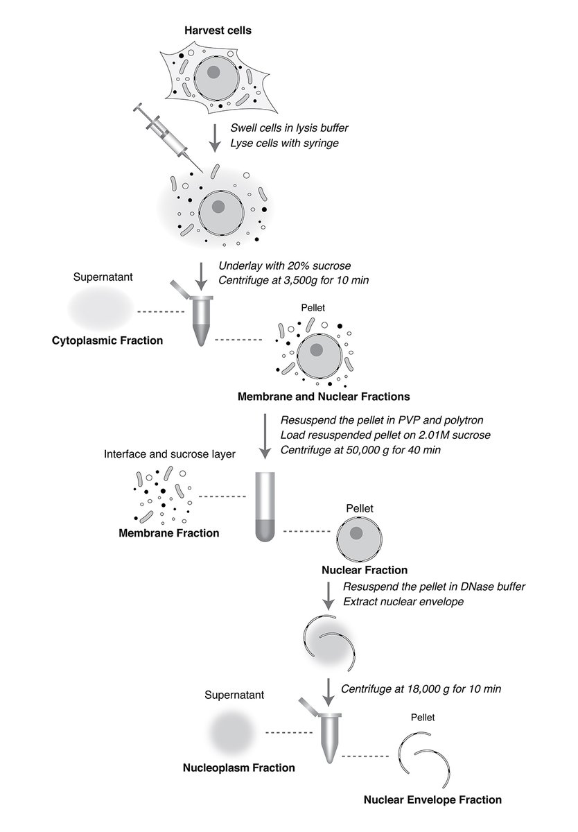 .<a href="/udi_yael/">yael udi</a> et al. <a href="/RoutLab_RU/">Rout Lab</a> present a new method for quantitative subcellular fractionation of a wide range of mammalian cells while maintaining nuclear integrity. hubs.la/Q02jSHrM0

In our Tools collection: hubs.la/Q02jSK0L0