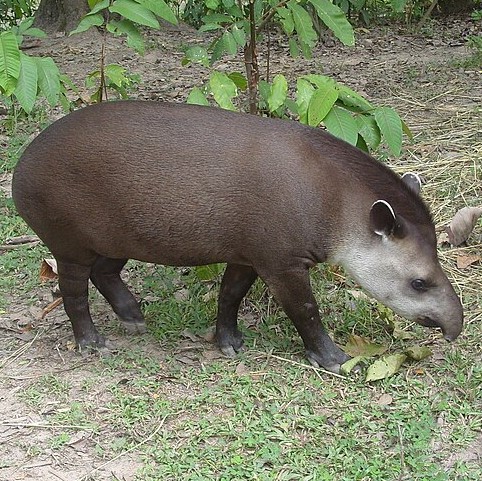 Hola, soy un periodista internacional radicado en Cali, Colombia, estoy buscando expertos de #tapir/#danta en Colombia trabajando en su comportamiento de hacer letrinas comunales <a href="/inst_humboldt/">Instituto Humboldt</a>? <a href="/CienBiolAndes/">DCB Uniandes</a>? <a href="/CienciasUNALBog/">Facultad de Ciencias - Universidad Nacional</a>?