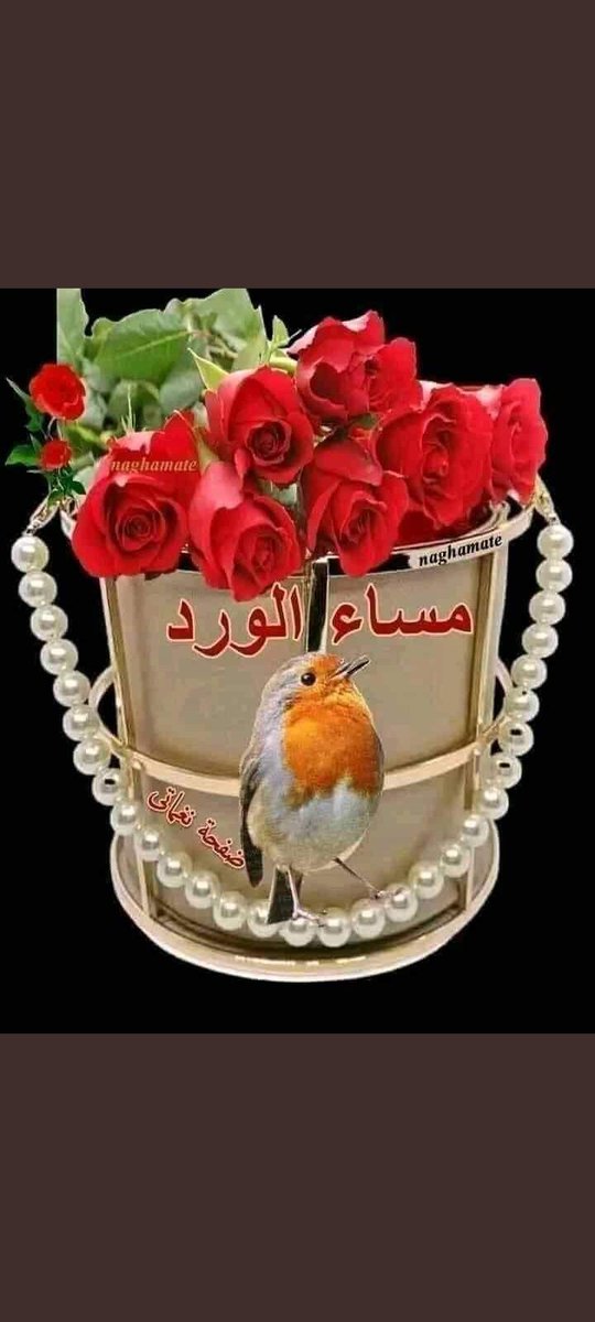 مساء السعادة على الجميع 🪻🪻🪻