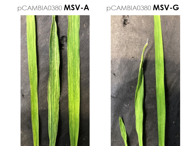 PathoBios tweet media