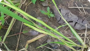 PathoBios tweet media