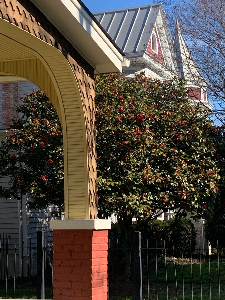 NewsomeHouse's tweet photo. See the crimson camellias blooming at the Newsome House!

Mrs. Newsome likely planted these over 100 years ago! The Newsome House is on the registry of unique gardens in Virginia.

We are open Thursday-Saturday, 10am-5pm

Please call ahead for large groups!

#NewsomeHouse https://t.co/3NbuqtRFvs
