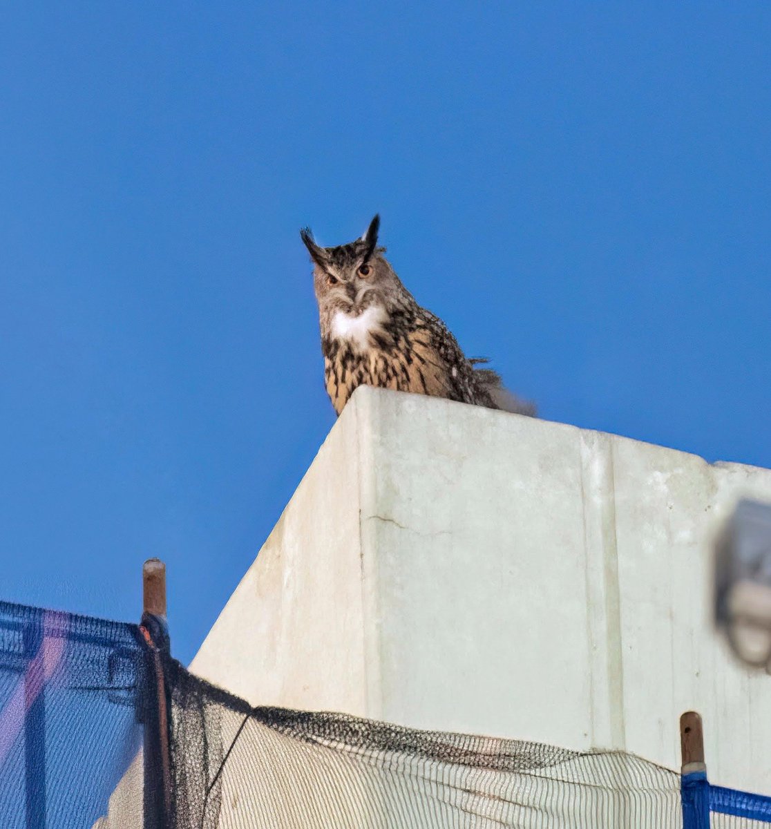 Flaco the Eurasian Eagle-Owl briefly perched on the corner of a building east of West End Avenue over 90th Street on Wednesday night. 🦉 ❤️ 👑