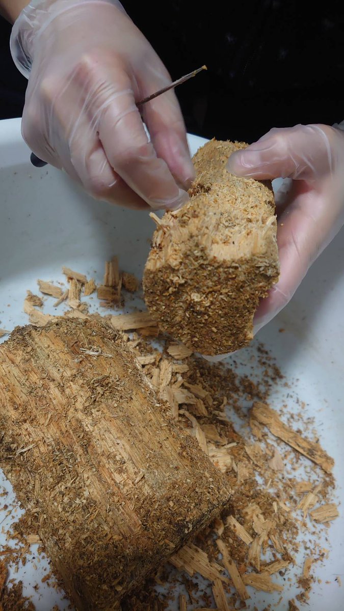 こんばんわ＾＾
ボーリンフタマタバミノルム３回目の割り出し！！
材はインセクトディスカバリー用に用意している材を使ってみたら爆産！！硬めの材😁いい感じかも🥰
バクテリア材にはしてませんよ！！