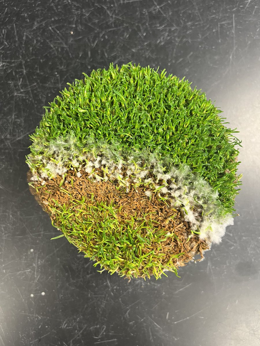 turfbutler's tweet photo. This is why turf labs like samples to be collected on the edge of the damage. Most fungi spread in a radial fashion and it is along this interface where we find them actively growing if they are to blame. (Poa annua putting green with Microdochium patch) https://t.co/2EV3uBpnVx