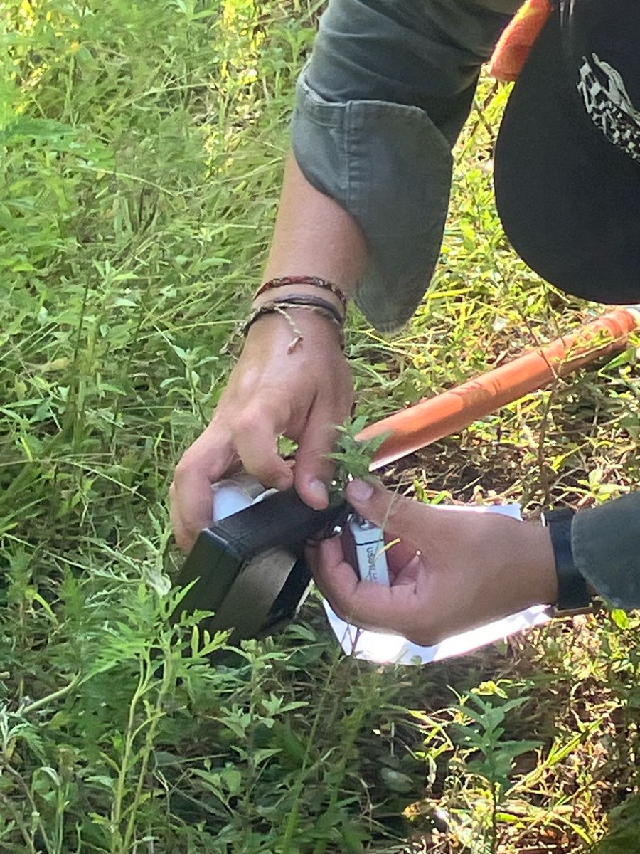 IERconicetunt's tweet photo. 🐝🌍 Harold Pulido Guarin, estudiante de biología de @UMNG, realiza pasantía  con Alberto Galindo-Cardona. Su investigación en Tucumán, explora si los zánganos de abejas se congregan según el campo magnético de la Tierra. #Abejas #Investigación #CampoMagnético 📱🔍 https://t.co/ovPYwxwqYR
