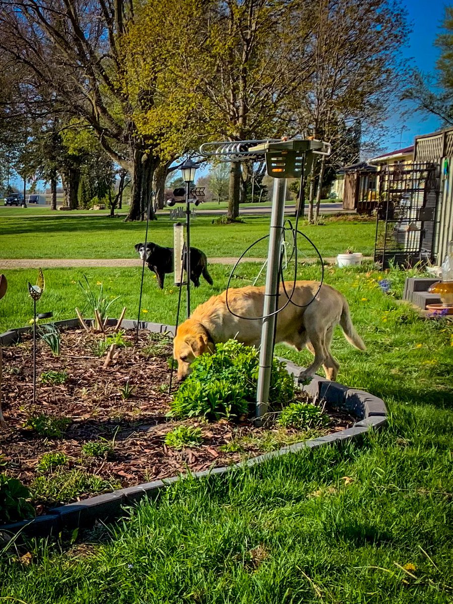 Helping their mom garden. #canislupusfamiliaris #labrador #blacklabmix #yellowlab #labradorretriever