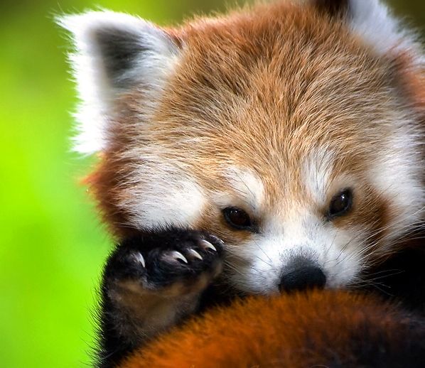 Red Panda Every Hour! (@redpandaeveryhr) on Twitter photo 