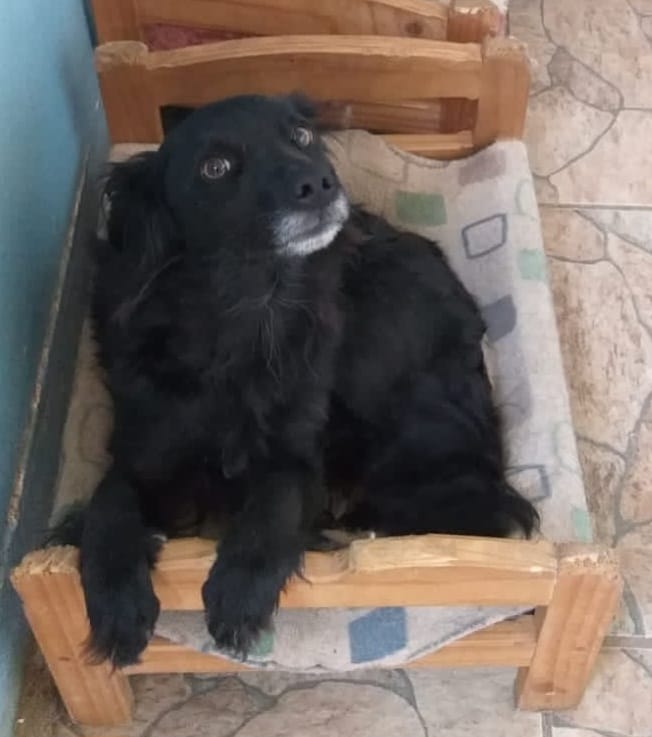eltuitdemarsh's tweet photo. Buscan a Mila, que desapareció durante los incendios desde El Olivar el viernes 2 de febrero. Si alguien la ve, por favor avisar al +56965293909, +56981479837 o al +56989258748. Favor RT!
#IncendiosForestales 
#IncendioForestal 
#VinaDelMar https://t.co/6gp6JPQPPP