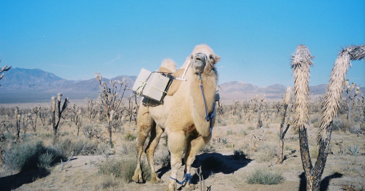 A new solution to save the iconic Joshua tree uses a distant relative of one of the Mojave’s ancient seed distributors: The camel. buff.ly/495Mt17 @MarkTLive