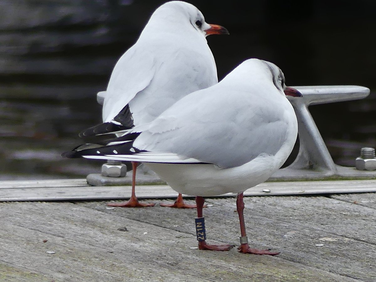 Here is 221N, our first overseas sighting for 2024. The bird is in The Netherlands 🇳🇱 having spent the winter in Norwich, UK 🇬🇧. In previous years the bird has been seen at a breeding site in Finland 🇫🇮 so presumably its on its way there! Best of luck with your journey 💙