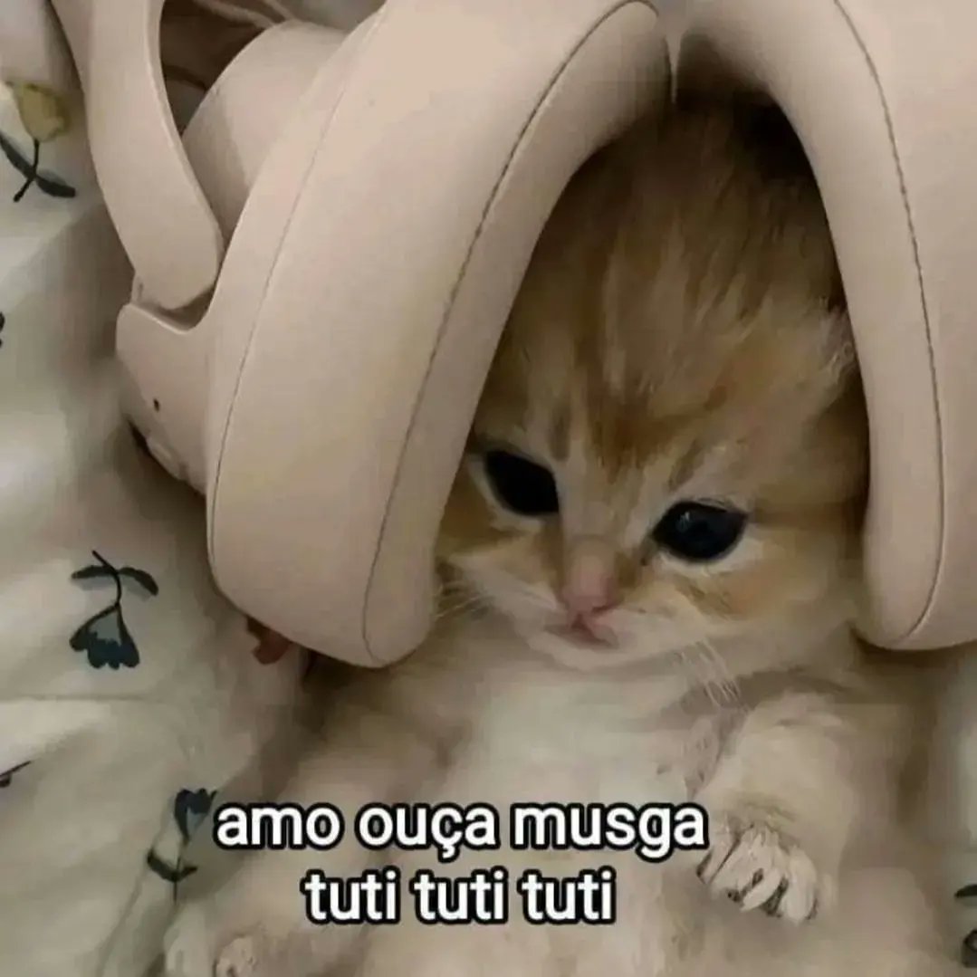 perfil dedicado a gatinhos e peitos (@odeiootaco) on Twitter photo 