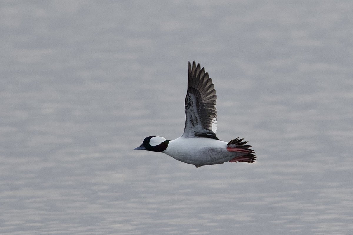 The drake Bufflehead from Inishmore, Co. Galway last month. @BirdGuides