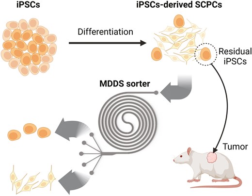 Transplantation of spinal cord progenitor cells (SCPCs) has beneficial effects on treating spinal cord injury. This study focused on transplantation #SCPCs derived from human iPSCs and the development of methods ensuring their safety. doi.org/10.1093/stcltm…