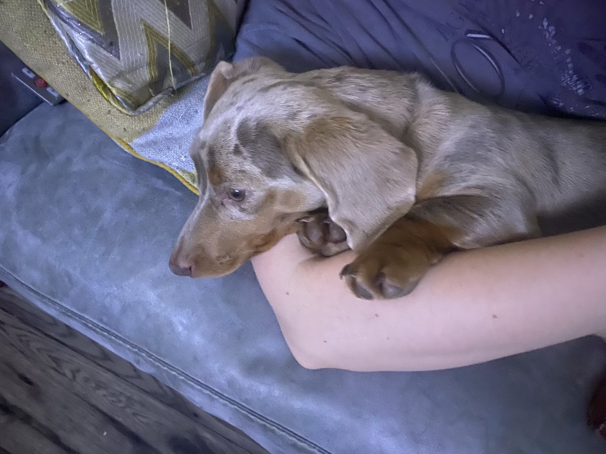AllarnahCal's tweet photo. Is there anything better than snuggles with your dog 🥹 https://t.co/TBJqP5q6DY