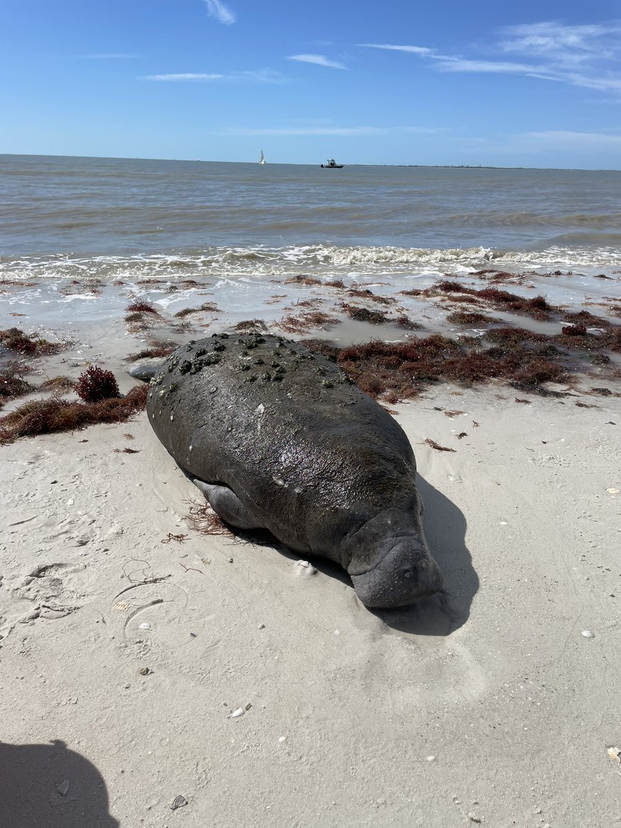 SheriffLeeFL's tweet photo. 𝐓𝐡𝐢𝐬 𝐜𝐚𝐥𝐟 𝐝𝐫𝐞𝐰 𝐚 𝐜𝐫𝐨𝐰𝐝 𝐭𝐡𝐢𝐬 𝐦𝐨𝐫𝐧𝐢𝐧𝐠 𝐨𝐧 𝐅𝐨𝐫𝐭 𝐌𝐲𝐞𝐫𝐬 𝐁𝐞𝐚𝐜𝐡!☀️

The uninjured manatee was located by an employee near the Pink Shell Beach Resort.

Beach deputies helped take care of the calf &amp; assisted @MyFWC in loading the manatee! 🌴 https://t.co/VJLpBXzjgY