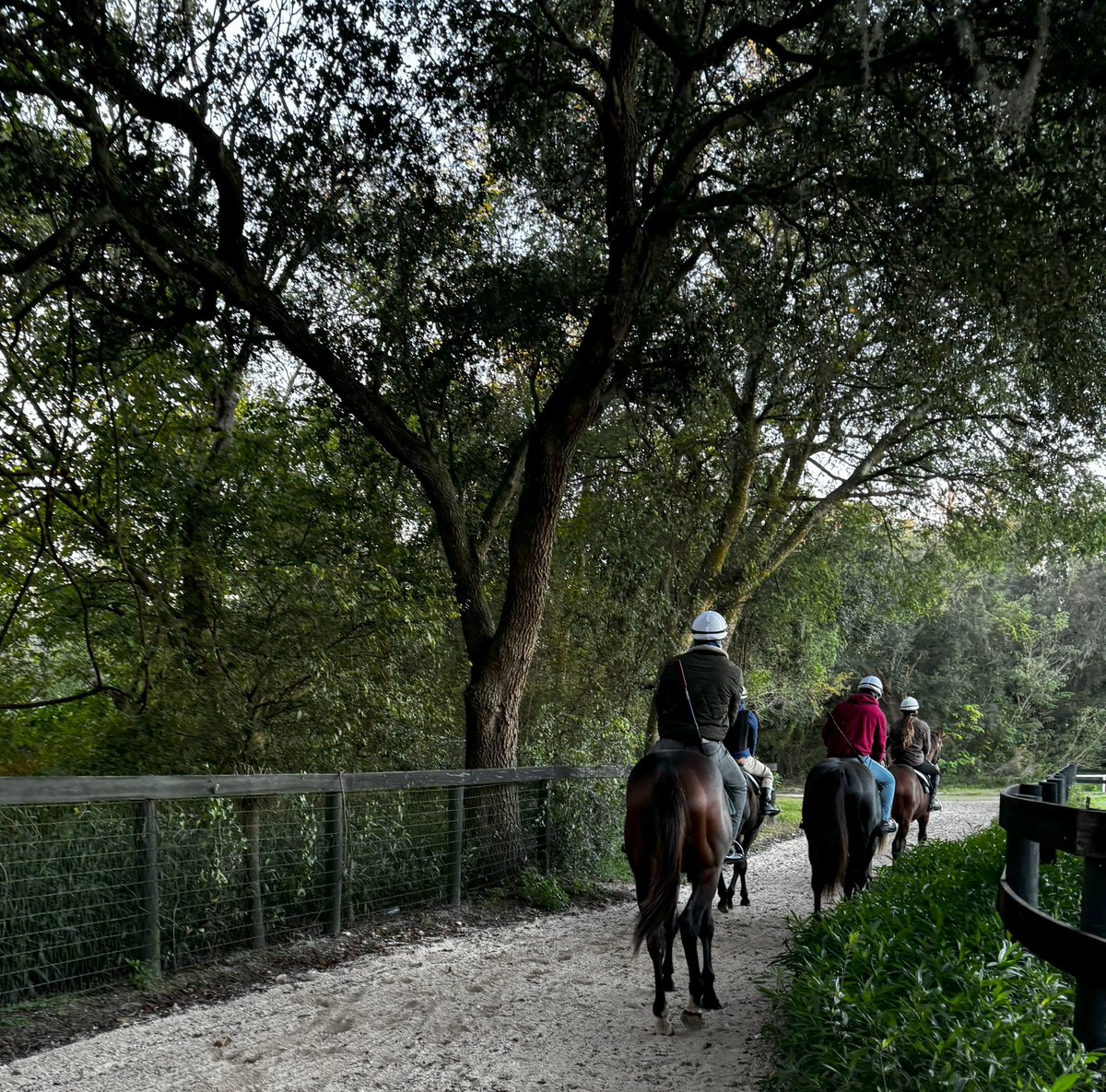 ☘️NIALL BRENNAN STABLES is one of the top Thoroughbred training facilities in the U.S. Located in Ocala, Florida, the facility is on lush, rich land decorated with beautiful old oak trees, offering more than 100 acres of turnout paddocks. #SuccessIsNoAccident