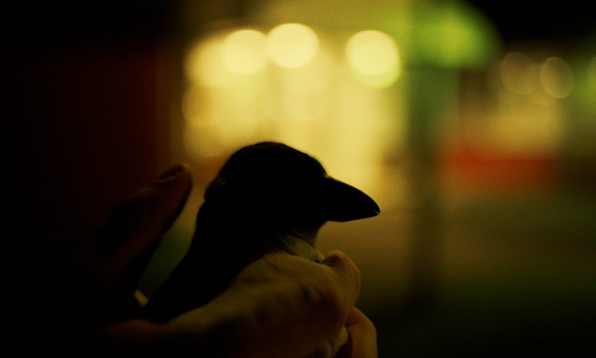 emergence_zine's tweet photo. This week, we are sharing the Emergence Magazine premiere of one of 3 films chosen from our Shifting Landscapes shorts program with @IFThenShorts, which explores the theme of migration. Watch the coming-of-age documentary “Puffling” by Jessica Bishopp. https://t.co/ggnhTzXkCg https://t.co/JFoQIksaBC