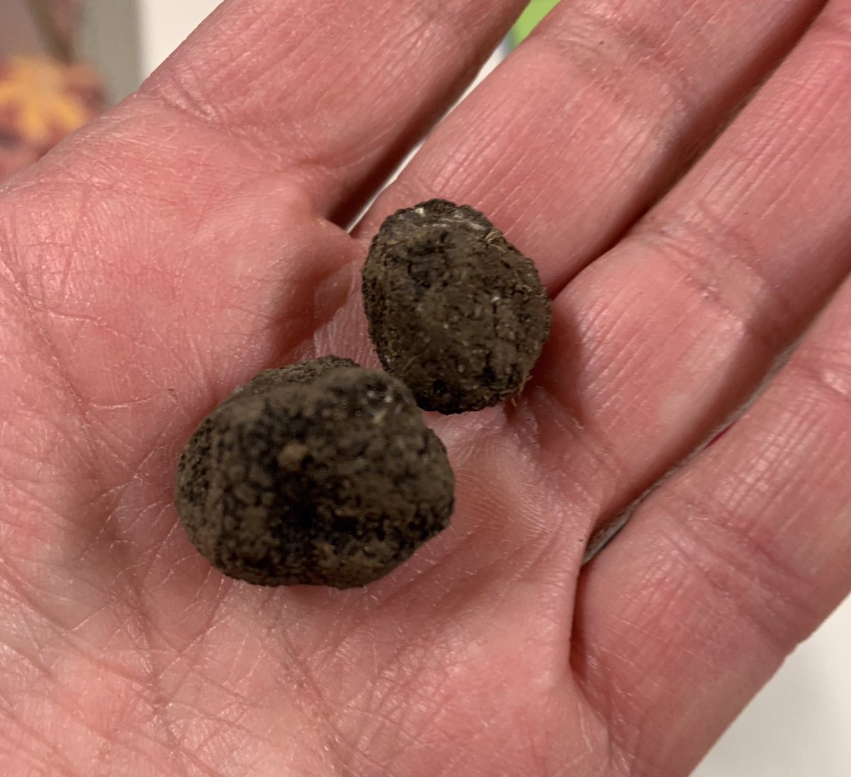 Cadeau original d’un papa ce soir 👇
Et je découvre sur le Net les belles récoltes de ce trufficulteur.