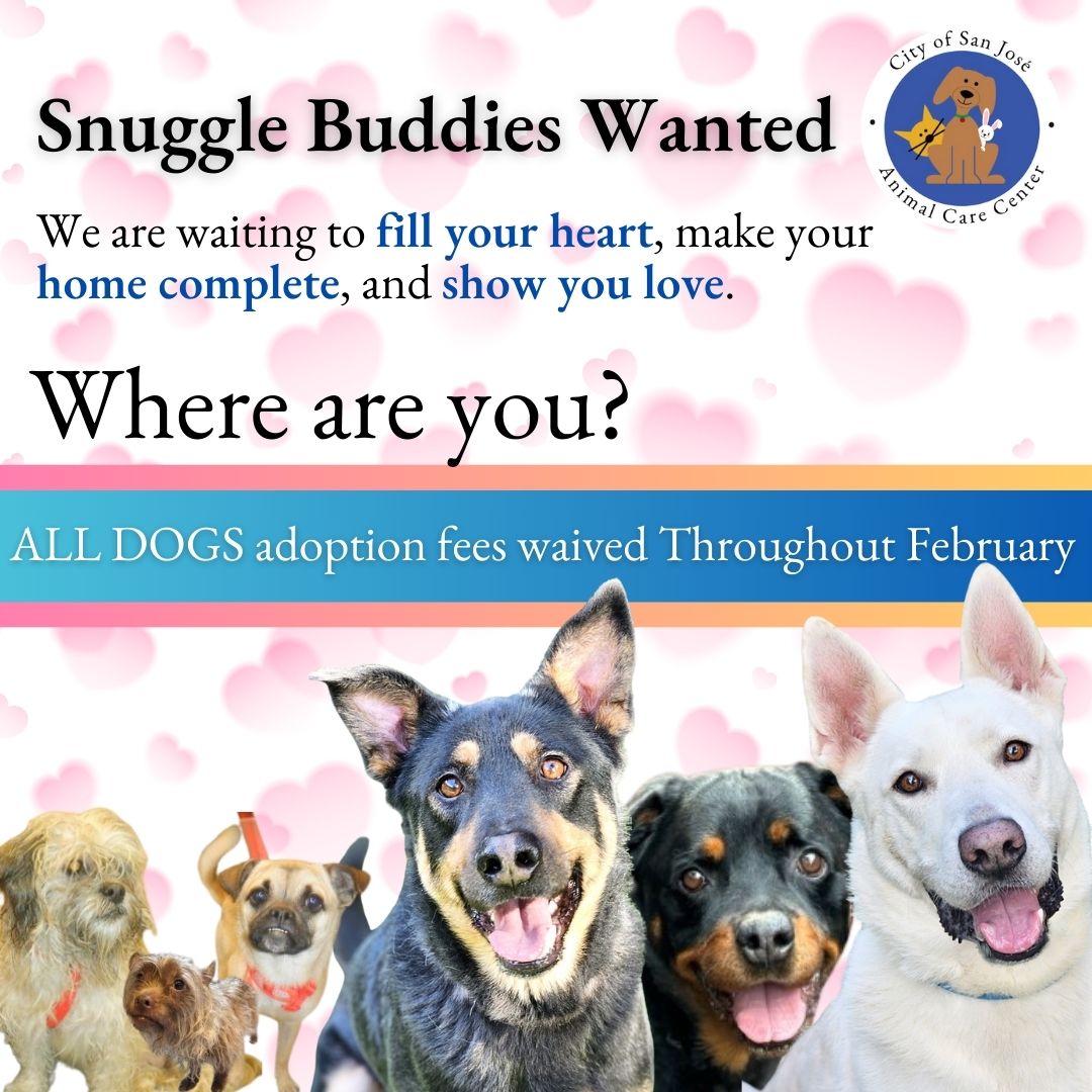 AdoptAPetSJ's tweet photo. We are waiving all adoption fees for adult dogs for the rest of February.

Check out the #cuties: https://t.co/B43bQzxsgy

Learn #fosteringprogram https://t.co/z9Zfr99hR4

#perfectcompanion #lovedogsnotbreeds #doggielife #PleaseShareThisPost #ValentinesDayChallenge #chooseadog https://t.co/eMKEkoh0KP