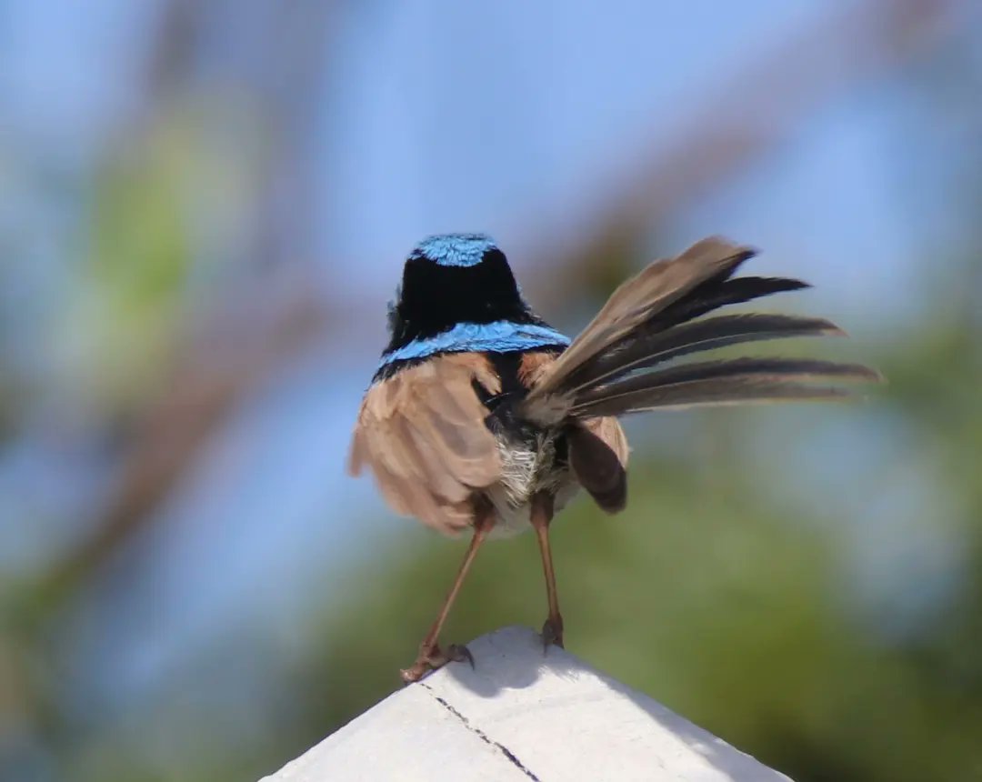 KennedCafe's tweet photo. Very lucky to catch a few quick shots, of this very photogenic Superb Fairywren - on my hike up to Minnamurra headland https://t.co/gkrbBTp9nN