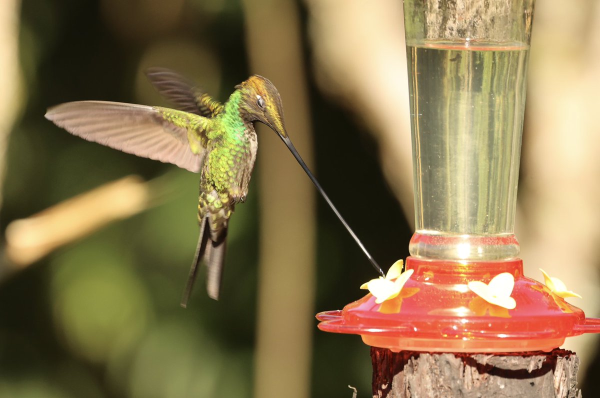 ArthriticPeak's tweet photo. Day 10, last day in Ecuador. Sword-billed Hummingbird & our 8th Antpitta species today. Will miss this place and its incredible flora and fauna, friendly folk and incredible scenery. It's been everything I hoped it would be. Thanks to our guide Juan-Carlos Figueroa, recommended! https://t.co/KSAStHjuF7