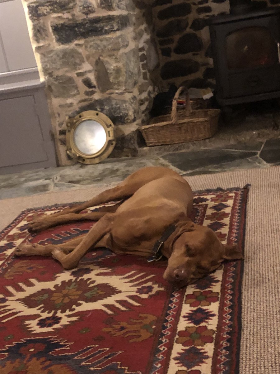 PlymouthSea's tweet photo. #vizsla #pooey! #fartbum https://t.co/FdCAwR35FE