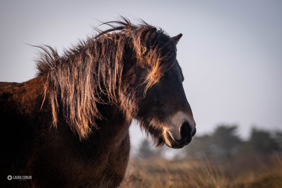 LauraaaConijn's tweet photo. De exmoor ponyโs stonden er weer mooi bij afgelopen week. Er was een heerlijk zonnetje dus lekker even de tijd genomen om wat leuke fotoโs te schieten ๐ธ #Terschelling #Staatsbosbeheer #begrazing https://t.co/2kxFwRhFKj