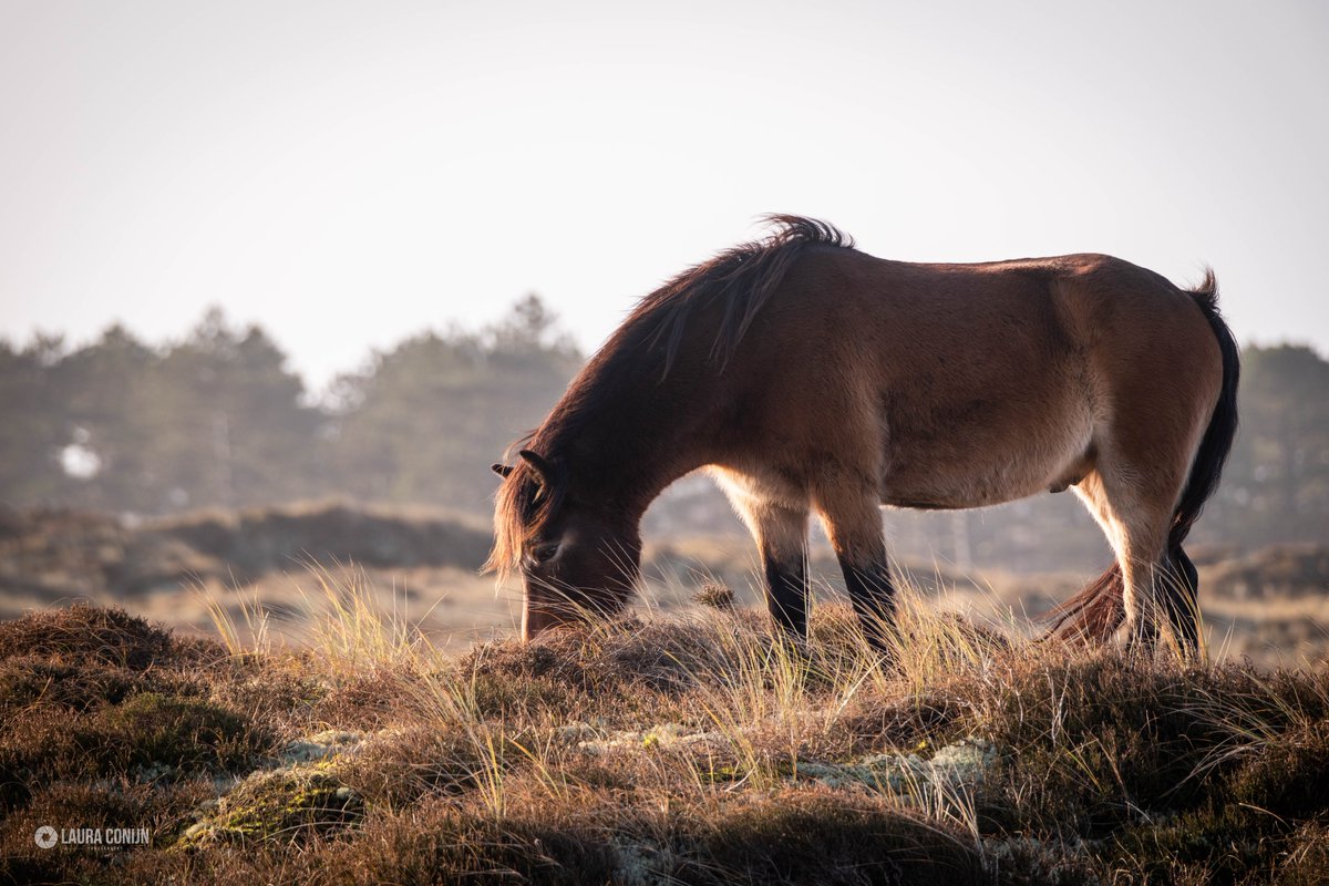 LauraaaConijn's tweet photo. De exmoor ponyโs stonden er weer mooi bij afgelopen week. Er was een heerlijk zonnetje dus lekker even de tijd genomen om wat leuke fotoโs te schieten ๐ธ #Terschelling #Staatsbosbeheer #begrazing https://t.co/2kxFwRhFKj