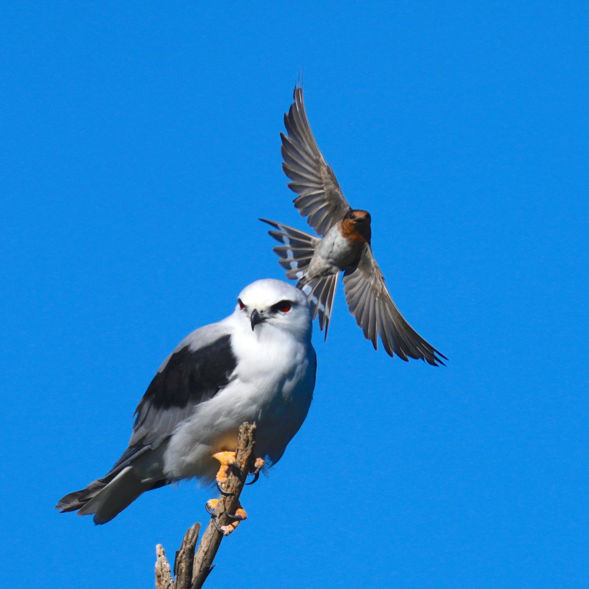 michael_s_y_lee's tweet photo. Feisty #WelcomeSwallow literally tail-slapped this intruding #BlackShoulderedKite.
#MagazineCreekWetlands
#birds #birding #wildoz #Ozbirds #birdwatching #BirdPhotography #AustralianBirds #ABCmyphoto https://t.co/oJ1pcIbWYu