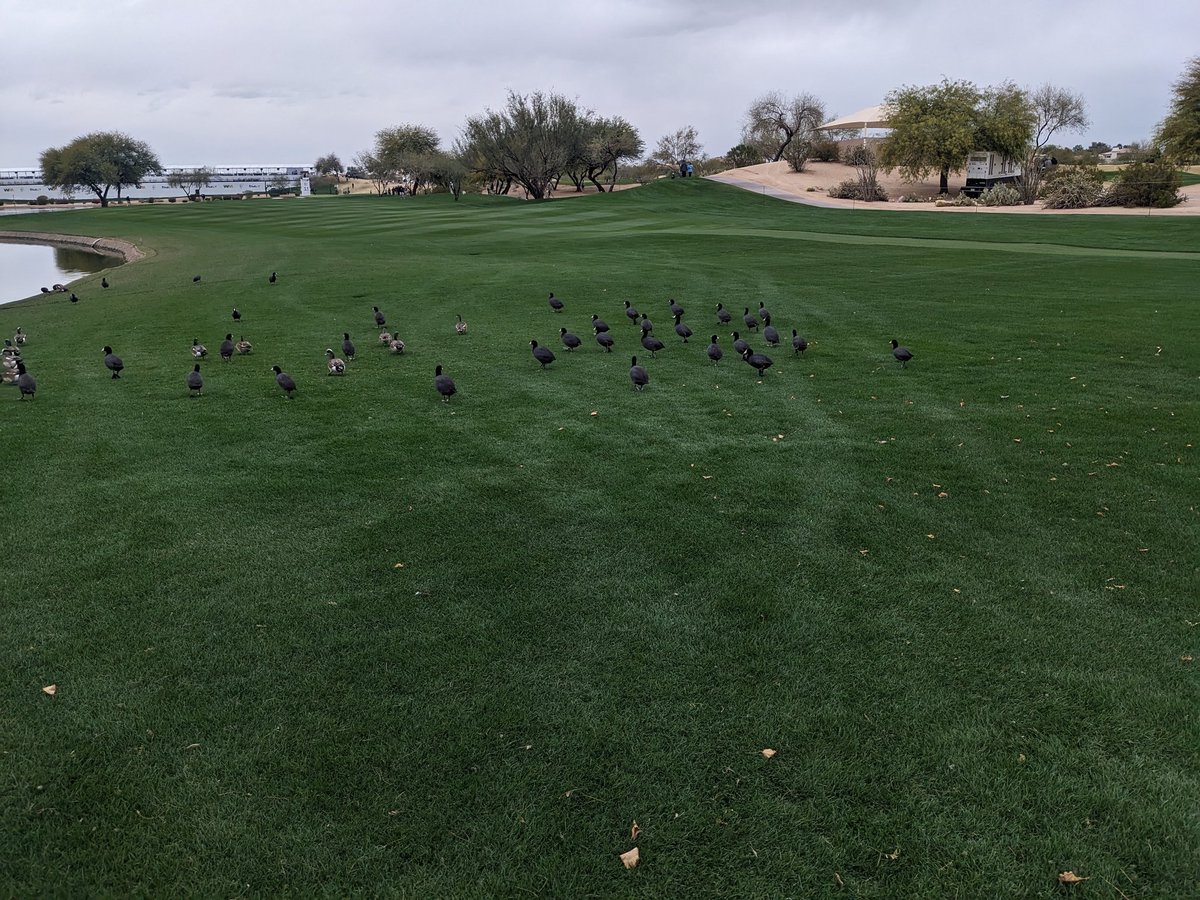 fochtb's tweet photo. The ducks are enjoying the weather at the golf tournament. #wastemanagement #PhoenixOpen #WMPhoenixOpen https://t.co/H9RQIUg255