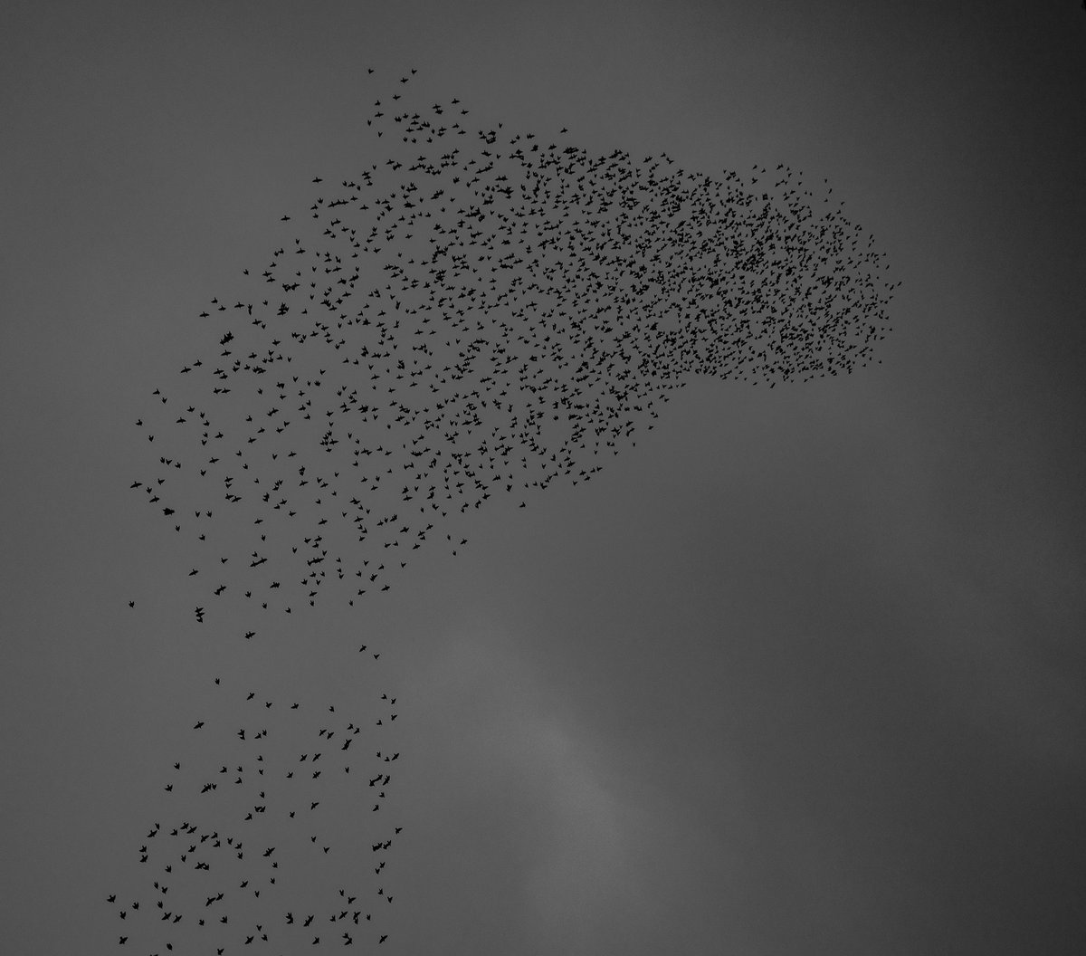mikespencerpics's tweet photo. Came across a decent Starling Murmaration by chance today. Lousy weather so I think I'll be heading back when there's some colour in the sky. Quite dark so good job the camera can cope. First pic - Horse's head😯?!
@Natures_Voice 
#Leicestershire 
#murmaration
#starlings https://t.co/JNqF6t3lJK