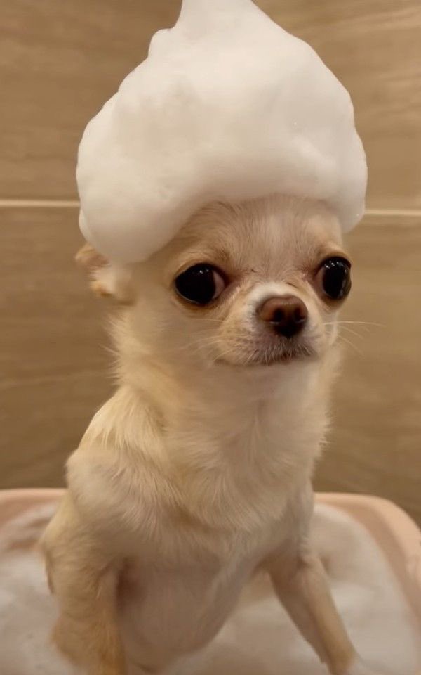 🤴🏼❤️🛀, 🐶💭(💄💅🧼 = 😁💫)