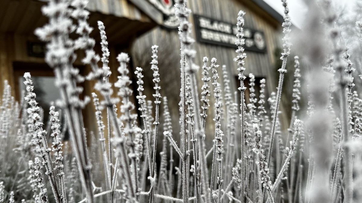 BlackIsleBeer's tweet photo. On this chilly February day, the lavender outside the brewery shop is blanketed in frost 🥶. Looks like we might just need a beer to keep us warm in this weather! 🍻 https://t.co/pwjldei9HO