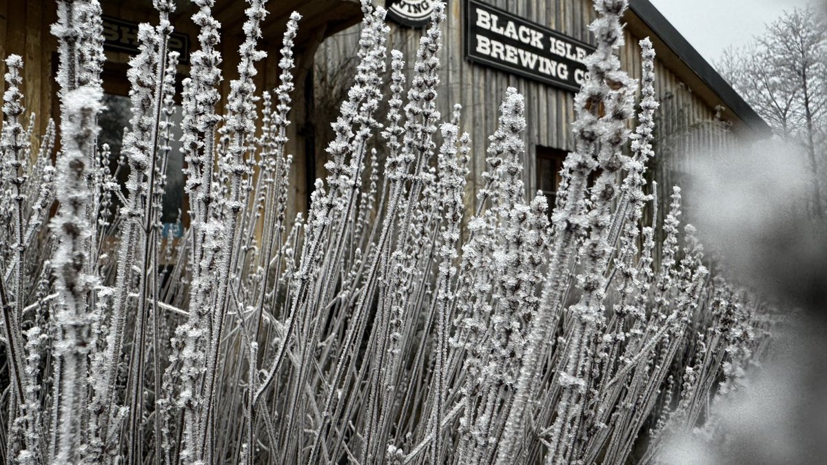 On this chilly February day, the lavender outside the brewery shop is blanketed in frost 🥶. Looks like we might just need a beer to keep us warm in this weather! 🍻