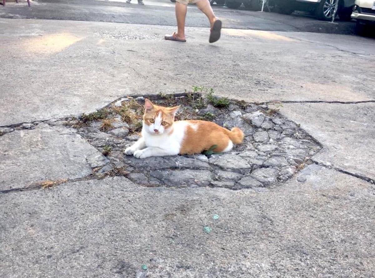Cat sits on cracked hole in sidewalk.