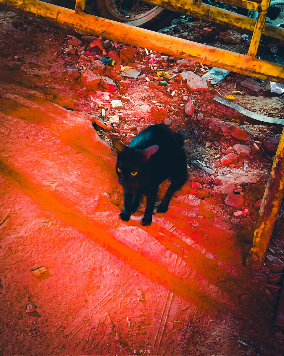 VigneshDwar's tweet photo. I'm the Shadows 🐈‍⬛ | 🦇

#cats #batman #night #lights #chennai #blackcat https://t.co/0qLwis9EhG