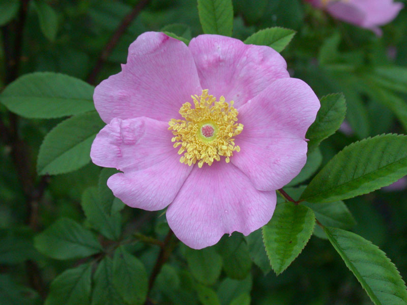 Wetland plants: ferns, cattails, reeds, joe-pye weed, blueberries, sundews, pitcher plants, sphagnum moss and purple loosestrife (invasive). Scrubby wetlands plants: cardinal flowers, skunk cabbage, marsh marigold, buttonbush, winterberry, meadowsweet, swamp rose, mountain holly.